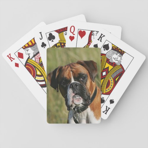 Boxer Dog Staring at Camera Poker Cards