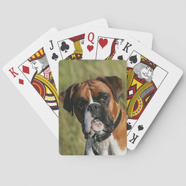 Boxer Dog Staring at Camera Poker Cards (Back)