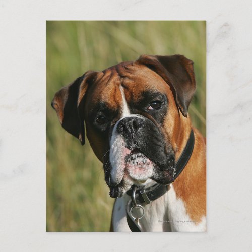 Boxer Dog Staring at Camera Postcard