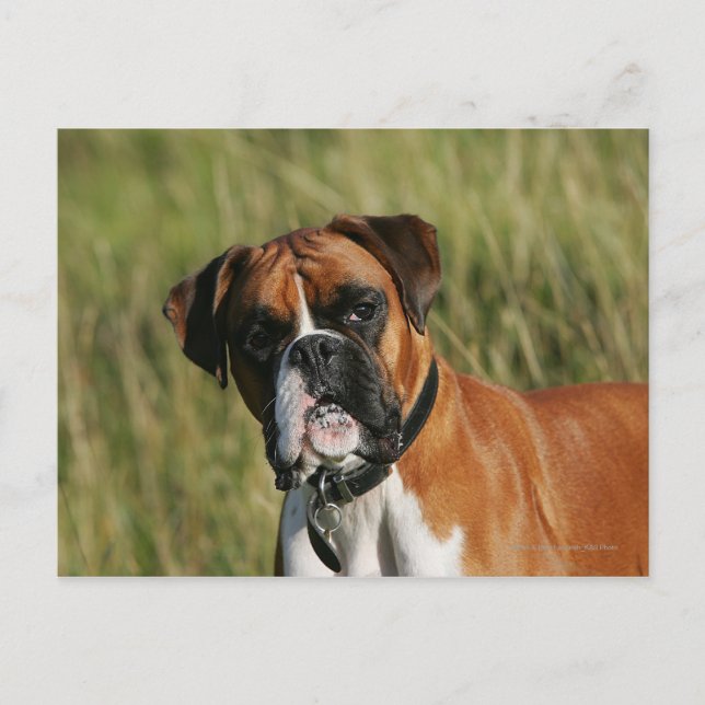 Boxer Dog Staring at Camera Postcard (Front)