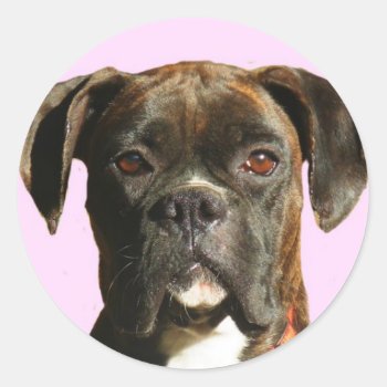 Boxer Dog Stickers by ritmoboxer at Zazzle