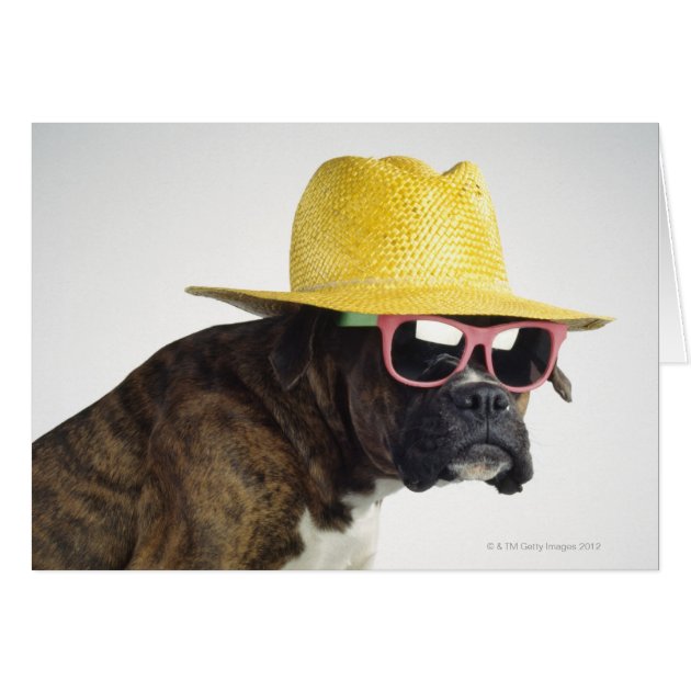 boxer dog hat