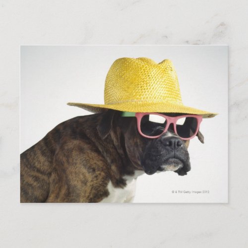 Boxer dog with hat and glasses postcard