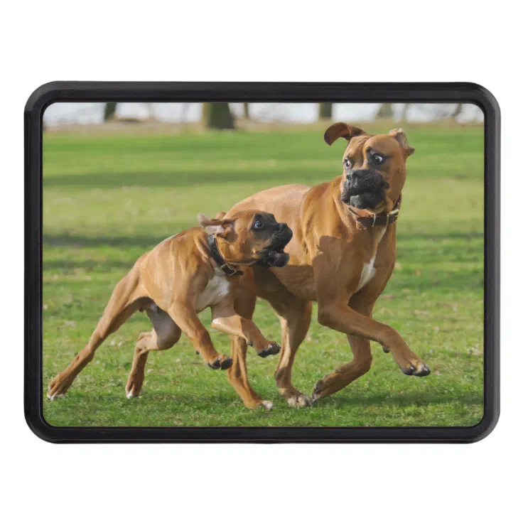 are boxers good running dogs