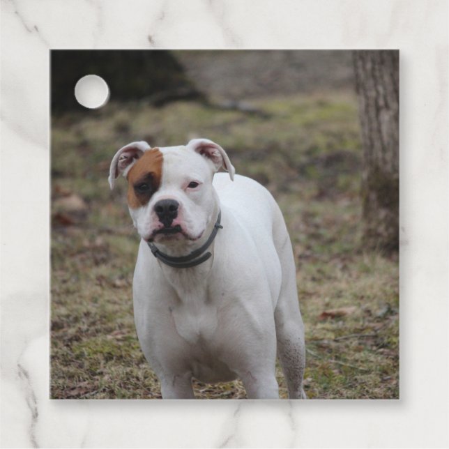 Boxer   favor tags (Front)