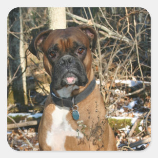 Boxer in the Woods Square Sticker