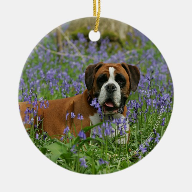 Boxer Laying in Bluebells Ceramic Ornament (Front)