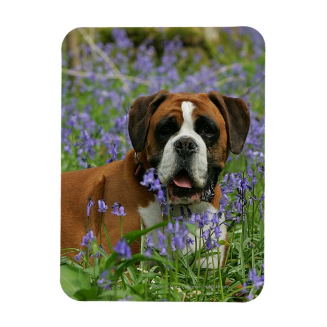 Boxer Laying in Bluebells Magnet (Vertical)