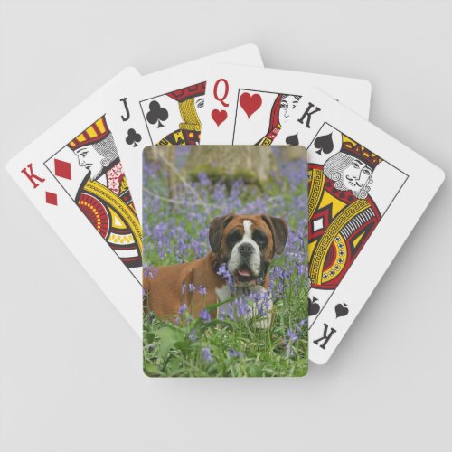 Boxer Laying in Bluebells Poker Cards