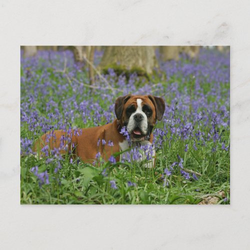 Boxer Laying in Bluebells Postcard