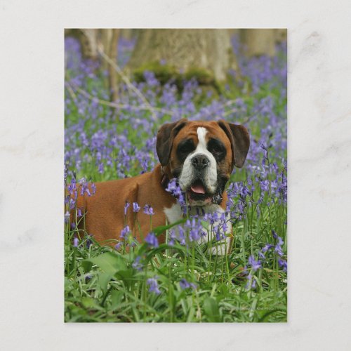 Boxer Laying in Bluebells Postcard