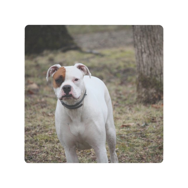 Boxer   metal print (Front)