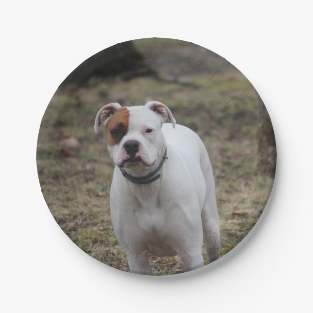 Boxer Paper Plates (Front)