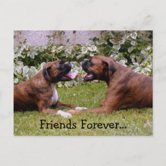 Boxer Post Card