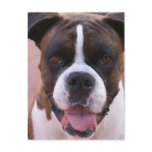 Boxer Pup Postcard