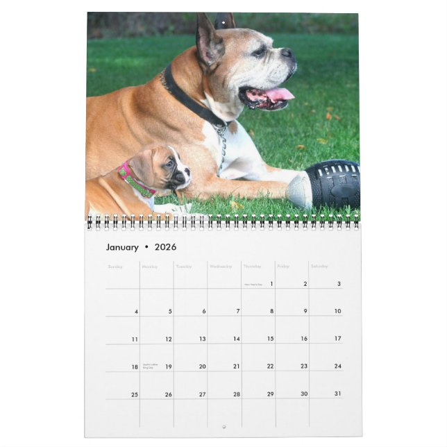 Boxer Puppies 2012 Calendar (Jan 2026)