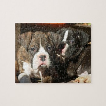 Boxer Puppies 8x10 Photo Puzzle With Tin by ritmoboxer at Zazzle