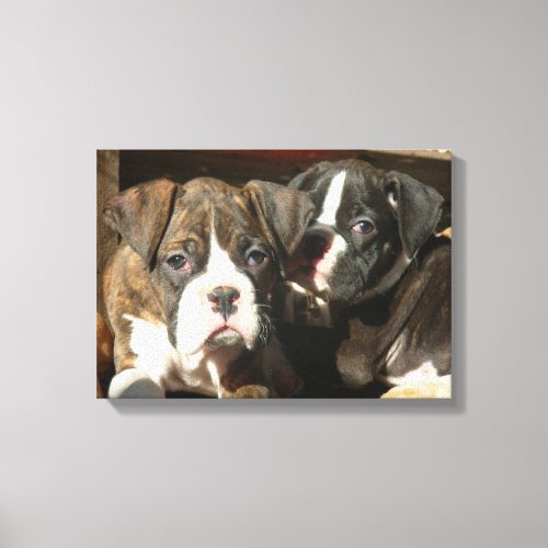 Boxer puppies canvas print