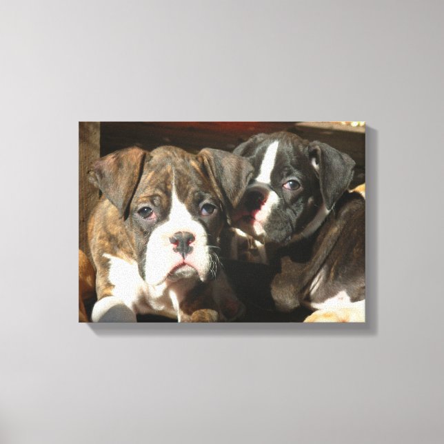 Boxer puppies canvas print (Front)