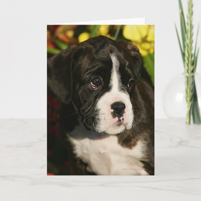Boxer Puppies Card (Front)