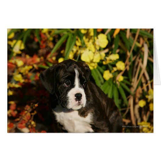 Boxer Puppies Cards (Front Horizontal)