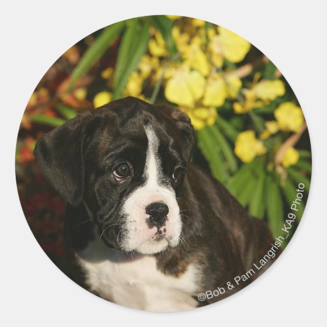 Boxer Puppies Classic Round Sticker (Front)