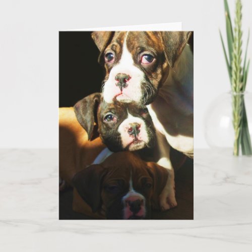 Boxer puppies Greeting card