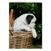 Boxer Puppies in Basket (Front)