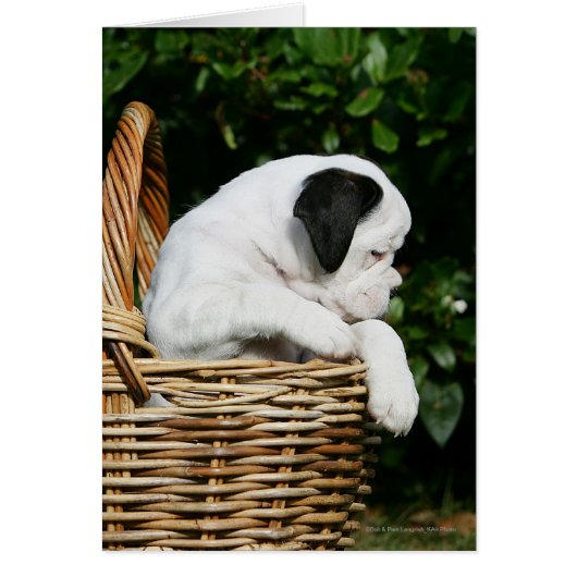 Boxer Puppies in Basket Cards (Front)