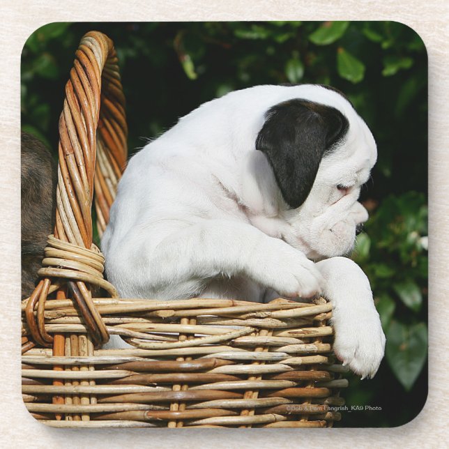 Boxer Puppies in Basket Drink Coaster (Front)