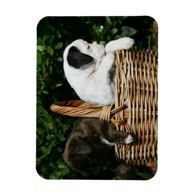 Boxer Puppies in Basket Magnet (Vertical)