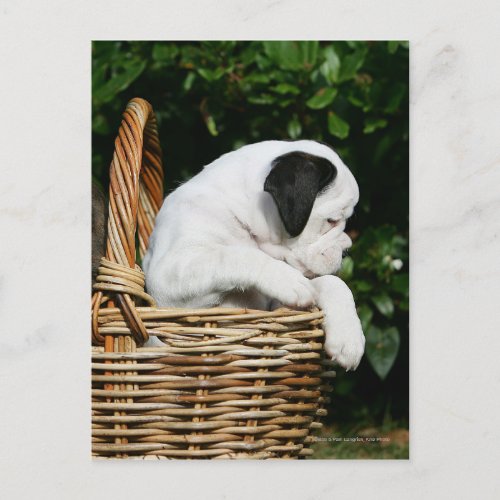 Boxer Puppies in Basket Postcard