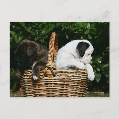 Boxer Puppies in Basket Postcard