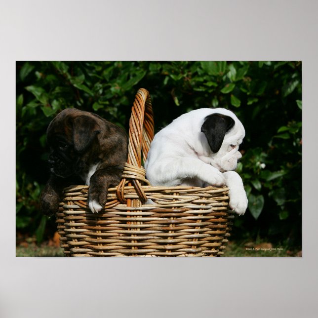 Boxer Puppies in Basket Poster (Front)