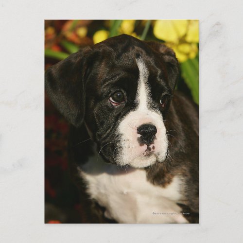 Boxer Puppies Postcard