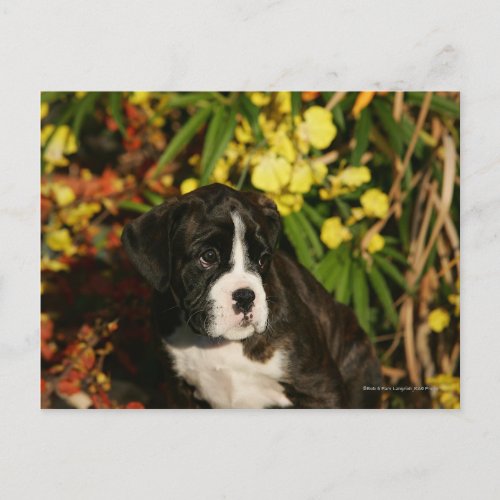 Boxer Puppies Postcard
