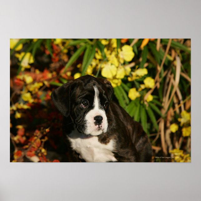 Boxer Puppies Poster (Front)