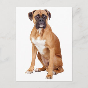 Boxer Puppy Dog Blank Greeting Postcard