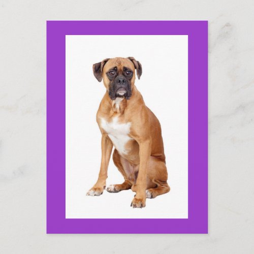 Boxer Puppy Dog Blank Greeting Postcard
