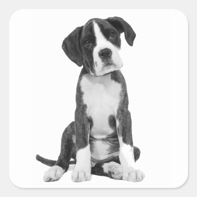 Boxer Puppy Dog Greeting Sticker (Front)