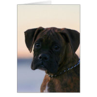 Boxer Puppy greeting card