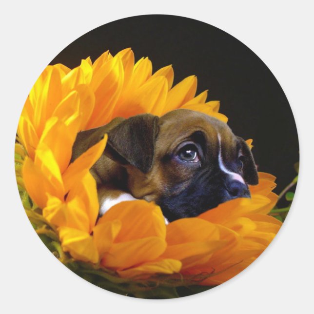 Boxer puppy in Sunflower stickers (Front)