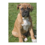 Boxer Puppy Invitation