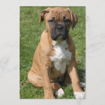 Boxer Puppy Invitation by DogPoundGifts at Zazzle