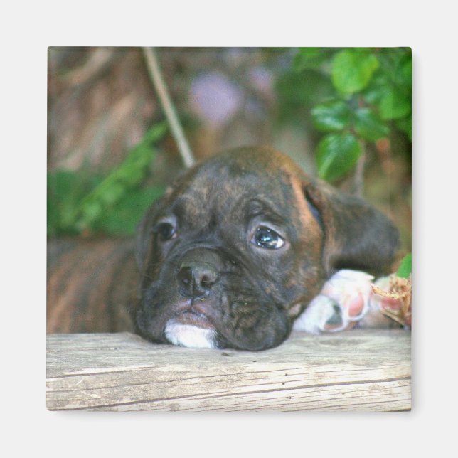 Boxer puppy  magnet (Front)