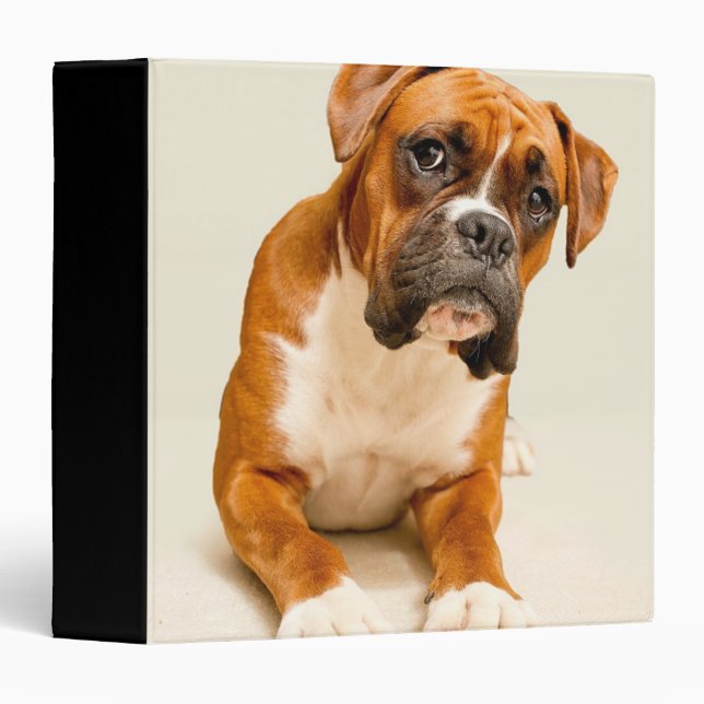 Boxer puppy on ivory cream backdrop. binder (Front/Spine)