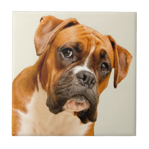 Boxer puppy on ivory cream backdrop. ceramic tile