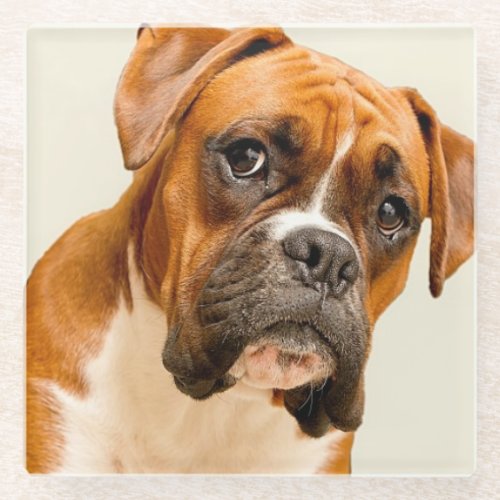 Boxer puppy on ivory cream backdrop glass coaster