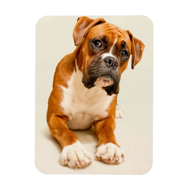 Boxer puppy on ivory cream backdrop. magnet (Vertical)