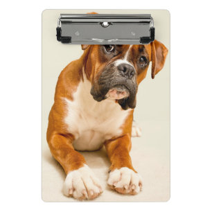 Boxer puppy on ivory cream backdrop. mini clipboard
